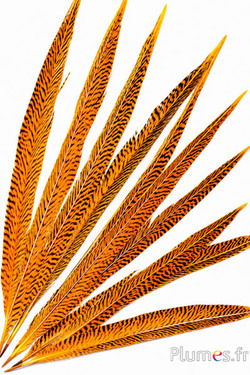 Fagiano dorato - 40-50 cm - giallo